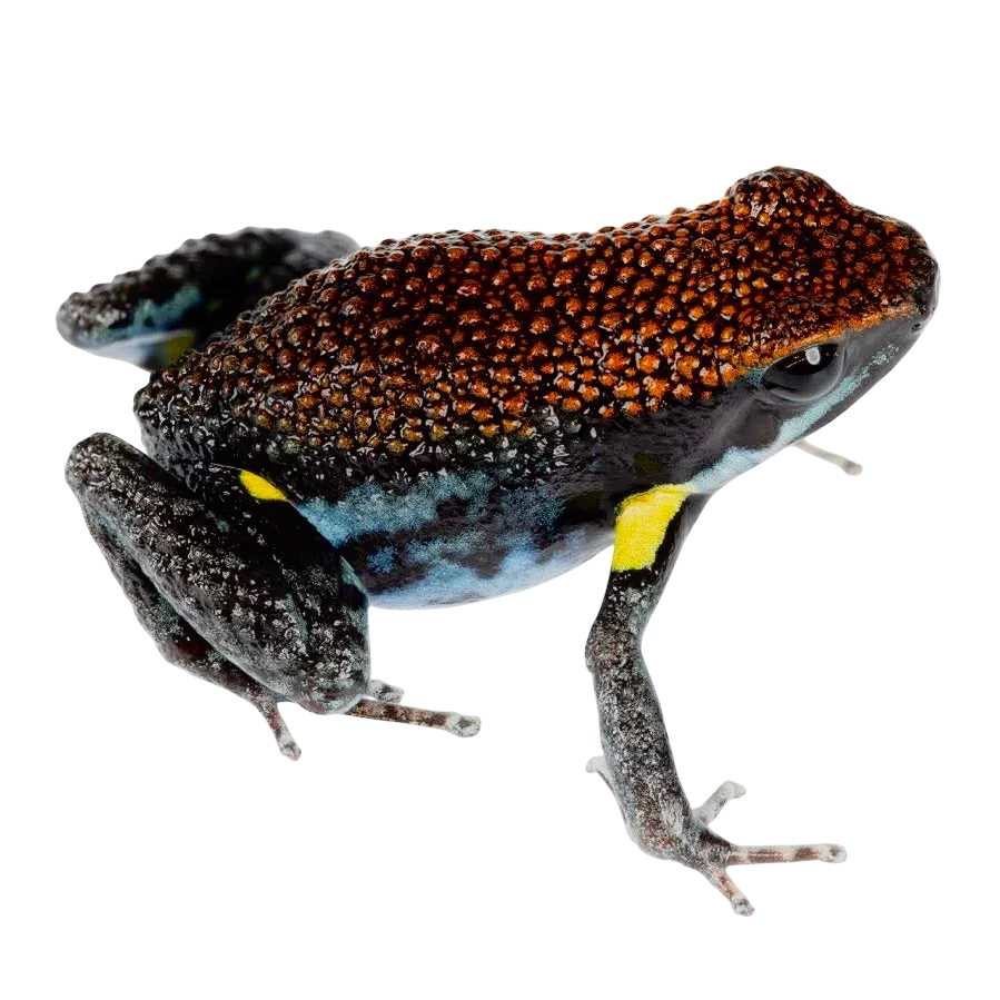 Ameerega bilinguis